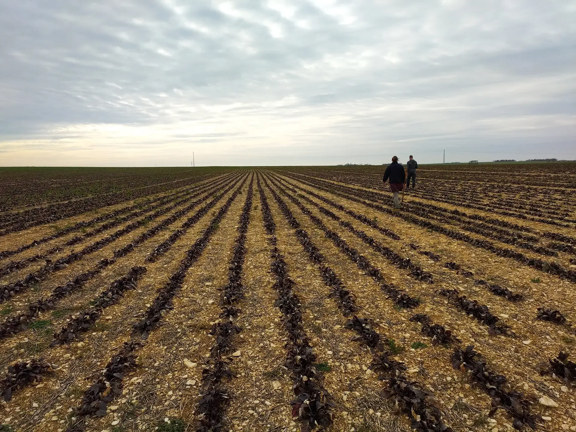 Fond représentant Loire Seeds