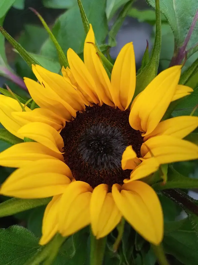 Sunflower