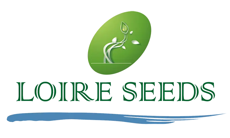 Nous sommes en ligne !